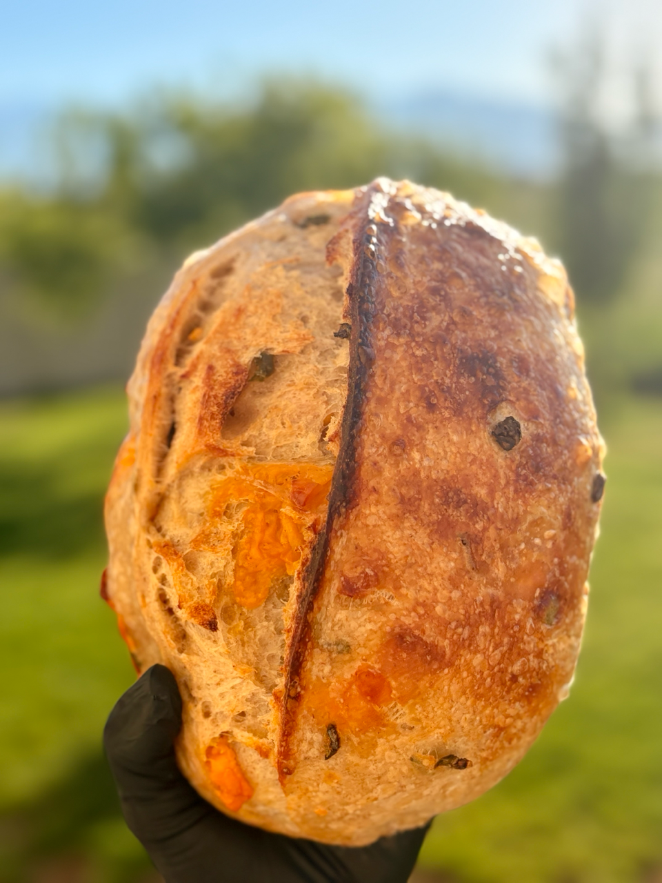 Jalapeño cheddar