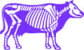 Purple Cow