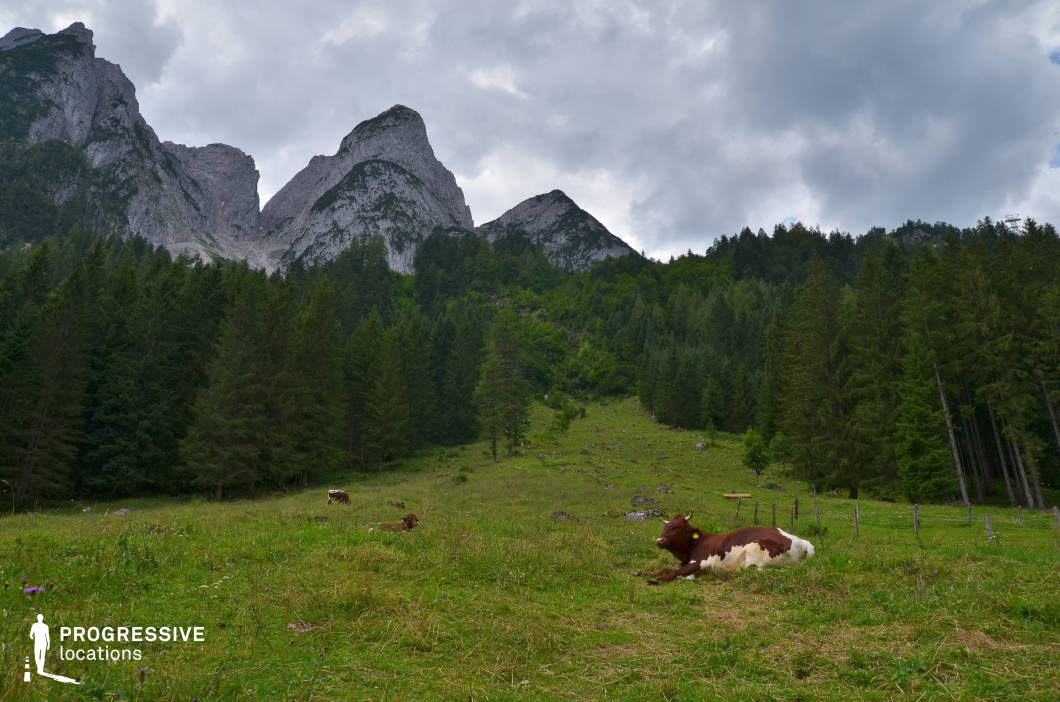 This natural location features a wide, grassy meadow set on a gentle incline at the base of a dramatic alpine ridge. The background is dominated by steep, jagged limestone peaks with rugged textures, rising sharply behind a dense belt of evergreen forest composed primarily of tall, coniferous trees. The green of the meadow contrasts harmoniously with the darker, layered tones of the surrounding forest, while the rocky mountain faces add a bold, sculptural element to the scene. The layout creates a strong visual axis from foreground to background, enhancing depth and cinematic composition. This location is ideal for nature-focused productions, outdoor sequences, or serene establishing shots in genres such as drama, historical fiction, or documentary.