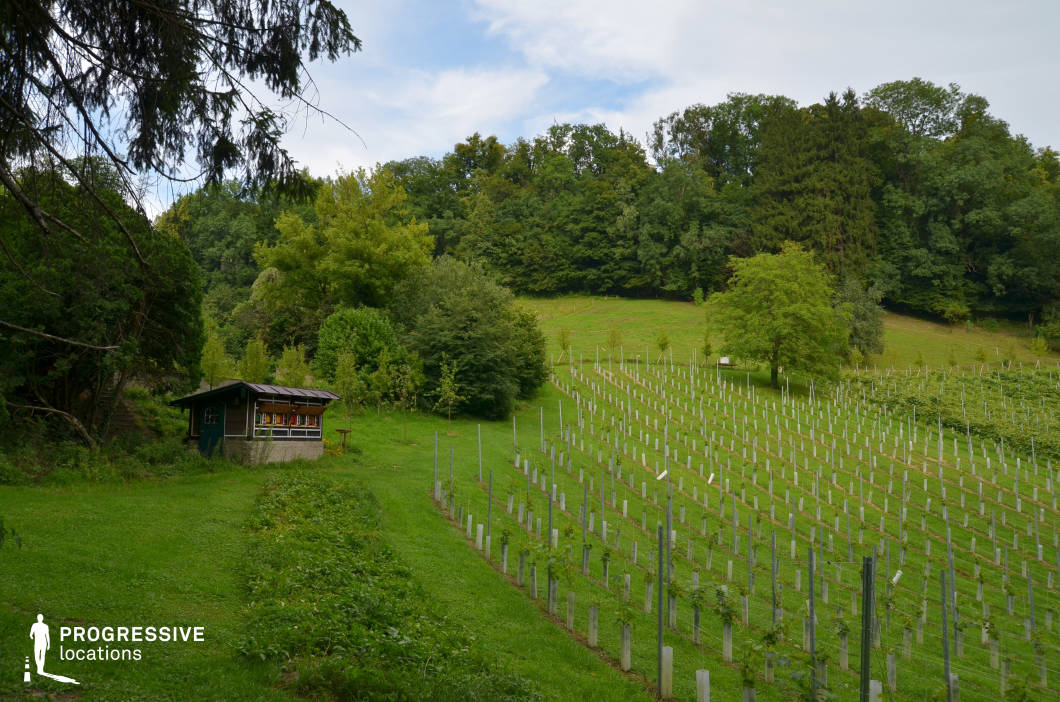 This location features a neatly structured hillside vineyard framed by dense, mature woodland. The terrain is gently sloped, providing a natural gradient that enhances visual depth, while orderly vine rows create strong linear patterns that draw the eye across the scene. A small wooden structure with a covered patio sits unobtrusively near the edge of the vineyard, blending into the landscape with its natural materials and muted colors. The dominant green tones of the grass, vines, and trees convey a lush, tranquil atmosphere. This rural setting offers an ideal backdrop for nature-oriented filming, agricultural-themed productions, or introspective visual narratives. The location is especially suitable for period dramas, slow-paced arthouse films, and documentary-style scenes that require a serene and organic environment.