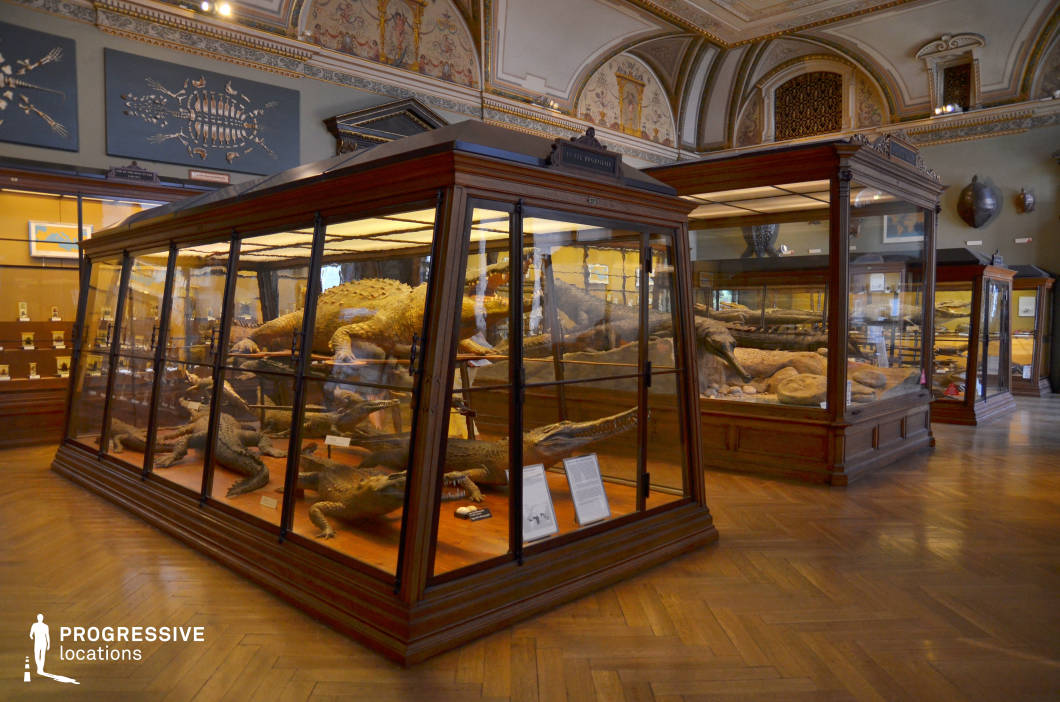 This richly decorated natural history museum hall features elegantly crafted wooden display cases filled with preserved specimens, including crocodiles and other reptiles. The detailed ceiling frescoes, arched moldings, and classical architectural elements add a sense of grandeur to the space, blending scientific curiosity with historical sophistication. The polished parquet flooring enhances the warm ambiance, while soft lighting highlights the intricate displays. This setting is ideal for mystery films, period dramas, or intellectual thrillers, providing a compelling backdrop for academic discoveries, secret investigations, or moments of scientific intrigue.