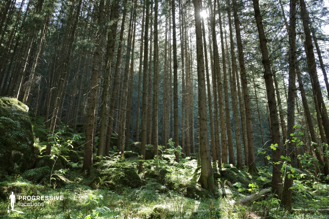 This dense coniferous forest features tall, evenly spaced pine trees that create vertical lines and natural depth, enhanced by the soft interplay of light filtering through the canopy. The forest floor is richly covered with moss and low ground vegetation, contributing to a lush, untouched atmosphere. The sunlight piercing through the trees adds a mystical glow, creating strong visual contrasts and textures. This setting is ideal for filming fantasy, mystery, or horror genres, as well as introspective or emotional sequences set in nature. Its immersive and secluded feel lends itself well to both magical and foreboding scenes.