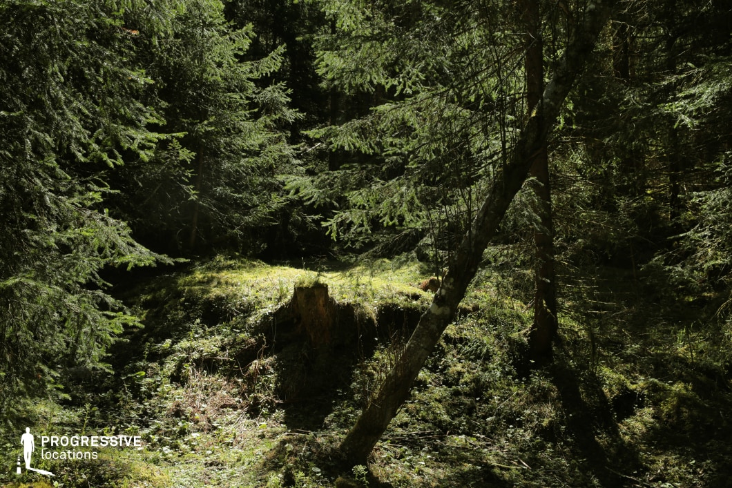 This image presents a secluded forest clearing surrounded by dense coniferous trees, with a prominent tree stump at the center suggesting past forestry activity. The rich green hues of moss and undergrowth dominate the ground layer, while the tree canopy filters the light, creating natural contrasts of shadow and illumination. The tilted trunk in the foreground adds a dynamic diagonal element to the vertical structure of the forest, enhancing visual complexity. The depth is defined by layered foliage, which gives the composition a sense of enclosure and intimacy. This setting is well-suited for filming scenes that require a remote, introspective, or slightly mysterious woodland atmosphere—ideal for drama, thriller, or nature-focused productions.