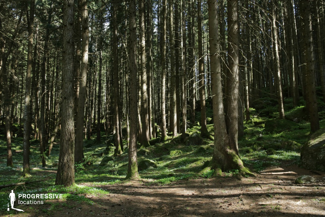 This expansive forest scene showcases a dense array of straight pine trunks rising in rhythmic vertical lines, creating a symmetrical and immersive woodland environment. The forest floor is carpeted with moss and low vegetation, giving the area a soft, otherworldly quality. Dappled light filters through the canopy, enhancing the depth and texture of the setting. This location is ideal for filming due to its balanced composition, strong natural geometry, and timeless atmosphere—perfect for fantasy, fairy tale, historical drama, or mystery genres, especially scenes involving wandering, concealment, or magical discovery.