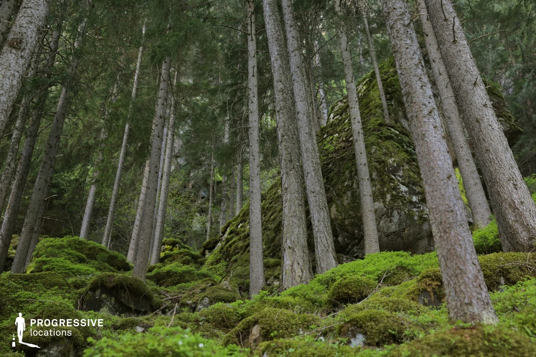 This forested slope is defined by a rich, uneven ground layer of moss-covered boulders and earth, rising steeply among tall, closely spaced pine trunks. A massive mossy rock formation at mid-height adds geological weight and character, contributing to the wild, almost untouched aesthetic of the setting. The vertical rhythm of the trees and the chaotic spread of moss create a textured, layered composition ideal for atmospheric depth. This location is excellent for filming fantasy, folklore, or adventure genres, offering a visually immersive backdrop for scenes involving discovery, hiding, or a journey through a mystical or ancient forest.