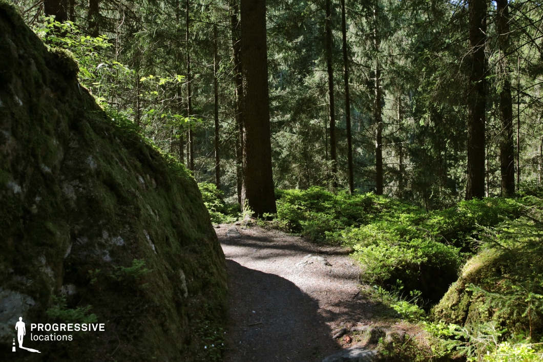 This forest trail curves subtly alongside a towering rock face cloaked in dense moss, merging seamlessly with the surrounding undergrowth and tall coniferous trees. The path is narrow and partially shaded, framed by richly textured foliage and the vertical repetition of tree trunks in the background, evoking an atmosphere of isolation and suspense. This location lends itself well to dramatic or psychological thrillers, fantasy quests, or survival narratives, offering an ideal setting for scenes involving secretive movement, reflective solitude, or mysterious discovery deep in the woods.