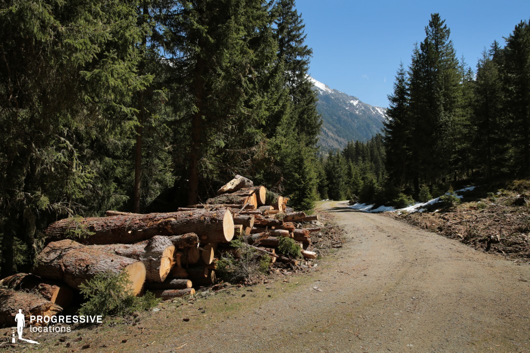 This scene captures a rugged dirt road winding through a dense coniferous forest, with a striking mountain slope in the background. Stacked timber along the roadside introduces a raw, industrial contrast to the otherwise natural environment, evoking a sense of active use and wilderness economy. The gentle curve of the path and the enclosing trees guide the viewer’s eye deeper into the mountainous terrain, hinting at remote, untamed regions beyond. This location is excellent for filming due to its textural variety and atmospheric depth, making it suitable for genres such as drama, thriller, western, or eco-documentaries—ideal for scenes of isolation, logging operations, off-grid living, or tense encounters in remote settings.