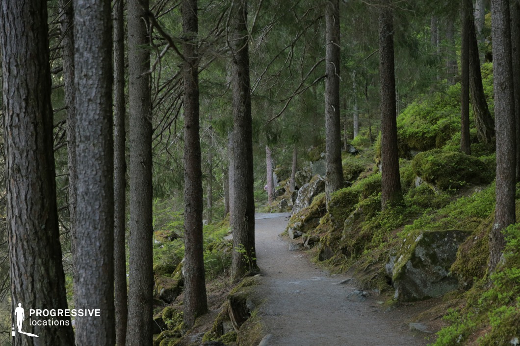 A gently curving dirt trail weaves through a dense pine forest, bordered by large moss-covered rocks and a soft, undulating forest floor. The tall, straight trunks create a natural rhythm, while the subdued lighting and cool tones evoke a sense of tranquility and quiet suspense. This location is highly versatile for filming, ideal for scenes in fantasy, drama, or mystery genres—perfect for sequences involving introspective walks, secret meetings, or a character’s solitary journey through nature.