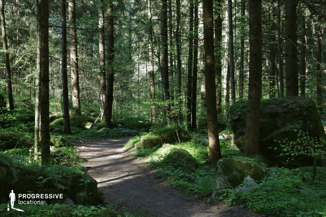 This serene forest scene is defined by a meandering dirt trail that curves gently through tall, evenly spaced tree trunks. The ground is textured with moss-covered boulders and shaded undergrowth, creating a layered, natural composition with clear depth. Dappled sunlight accentuates the curves of the path and the contours of the rocks, adding a sense of movement and quiet intrigue. This location is ideal for shooting scenes involving characters on a journey, introspective moments, or quiet suspense. It suits genres such as drama, fantasy, thriller, or nature-focused narratives.