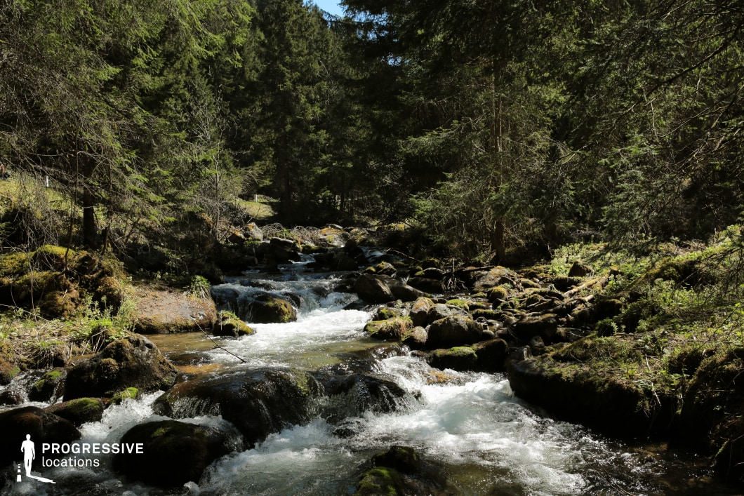 This vibrant setting showcases a fast-moving stream tumbling over smooth, moss-covered rocks, framed by dense coniferous trees and dappled forest light. The dynamic motion of the water contrasts with the solidity of the surrounding boulders and the thick greenery that blankets the forest floor. The composition offers a rich tapestry of textures and sounds, evoking a sense of vitality and raw nature. This location is perfect for filming nature documentaries, fantasy quests, survival stories, or scenes involving isolation and transformation. Its immersive soundscape and visual energy make it especially suited for emotionally charged or meditative sequences.