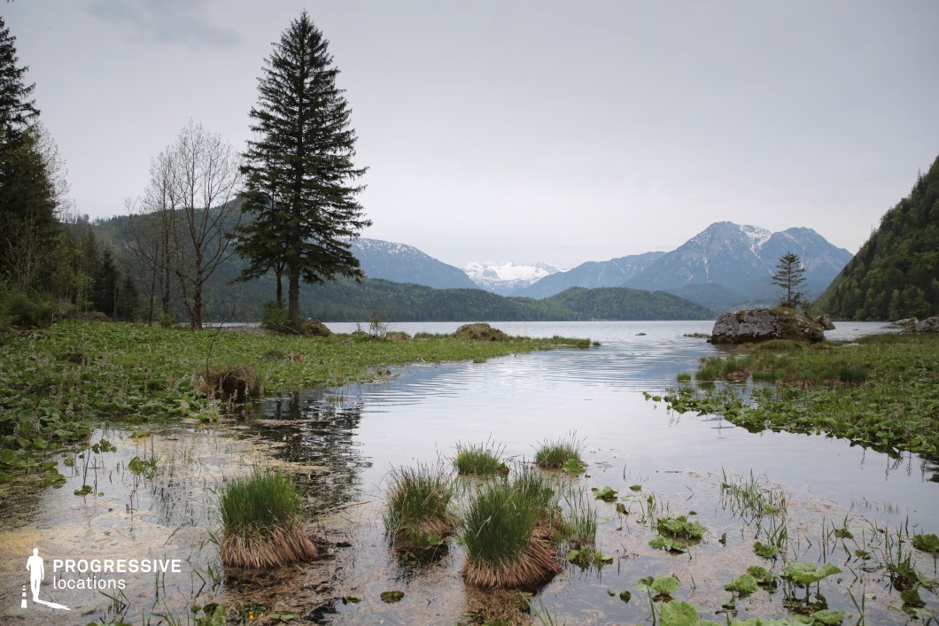 This peaceful lakeside location features a gently sloping marsh filled with grasses and aquatic plants, opening onto a calm lake framed by towering pine trees and distant snow-capped mountains. The combination of wetland textures and dramatic alpine scenery creates a rich, layered visual environment. Ideal for fantasy, historical, or contemplative drama genres, this setting is perfect for scenes of quiet reflection, hidden meetings, or natural transitions between wilderness and civilization.