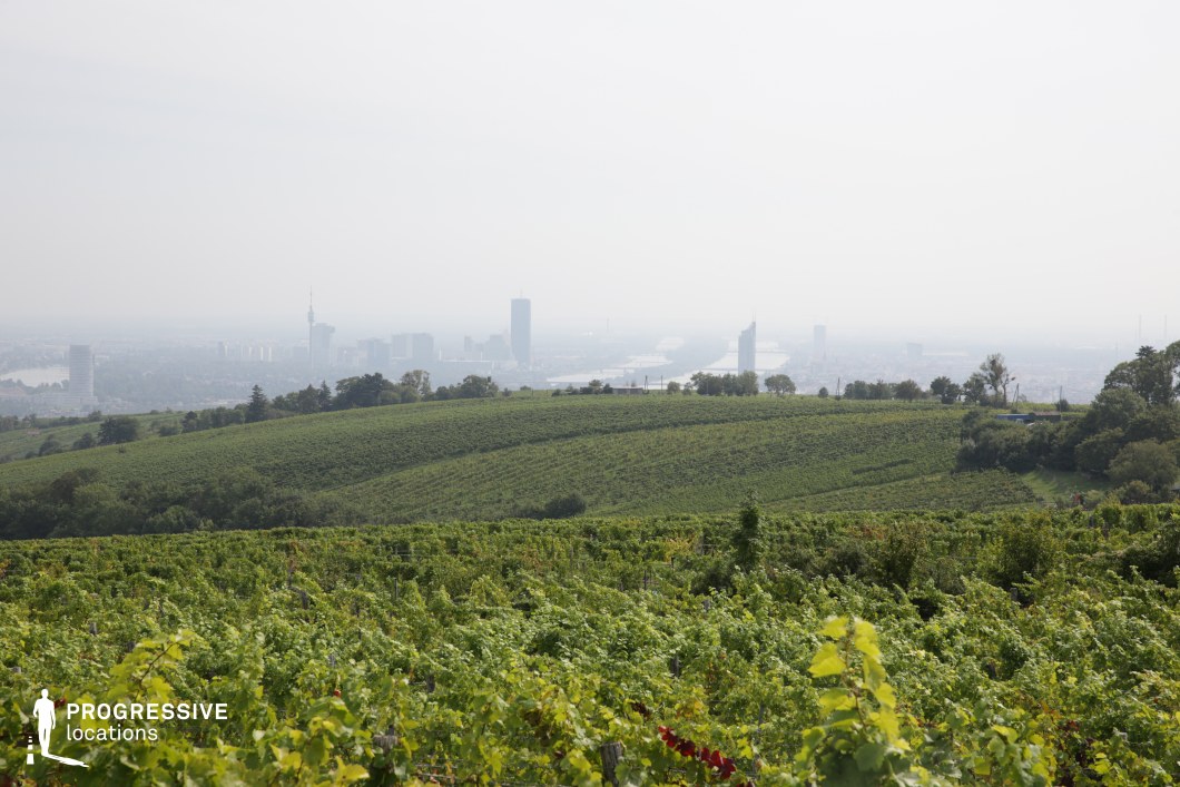 This elevated vineyard landscape features rolling green hills covered in meticulously arranged grapevines, creating a harmonious contrast against the distant city skyline. The terrain gently slopes towards the horizon, where the modern high-rise buildings and a winding river shape the urban backdrop. The layering effect of the foreground vegetation, midground hills, and the distant city creates depth and visual intrigue. The setting offers a striking blend of natural and urban elements, making it ideal for films that explore themes of contrast between tradition and modernity, introspective drama, or establishing shots for stories involving rural and city life.