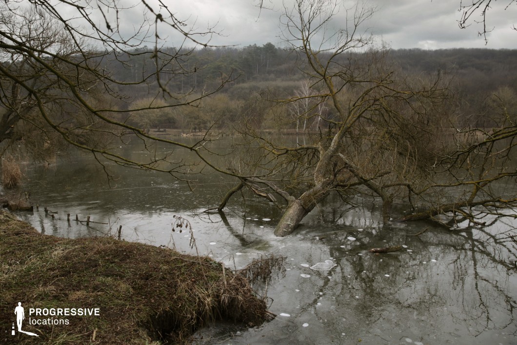 This natural location presents a quiet forest lake partially covered by a thin, broken ice layer, with a large tree trunk dramatically leaning into the water, its bare branches extending outward and reflecting in the surface. The shoreline is edged with rough, uneven terrain and sparse vegetation, while the background reveals a densely wooded hillside composed of mixed deciduous and evergreen trees. The earthy tones of browns and greys, paired with the minimal foliage, lend a muted, almost desolate aesthetic. The visual structure is defined by strong diagonal lines from the fallen tree and the curved horizon of the wooded slope. This raw, unmanicured environment is ideal for atmospheric, introspective, or nature-focused scenes, particularly in dramas, psychological thrillers, or contemplative sequences requiring a solitary or remote feel.