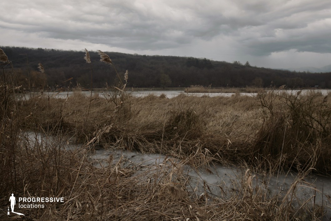 The image captures a sprawling marshland characterized by dense, dry reed beds and shallow frozen water channels weaving through the foreground. The vegetation is wild and unmanaged, dominated by tall, beige grasses and scattered brush, creating an organic and untamed visual texture. In the distance, a continuous tree line of leafless woodland stretches across low hills, adding a layered backdrop that enhances the composition’s sense of depth. The color palette is subdued and earthy, with dominant tones of brown, gray, and dull green, generating a stark, desolate ambiance. The landscape’s irregular forms and subdued geometry make it particularly suitable for atmospheric, nature-focused film sequences. This location is ideal for genres such as drama, mystery, or arthouse cinema, where a raw, isolated natural setting is essential.