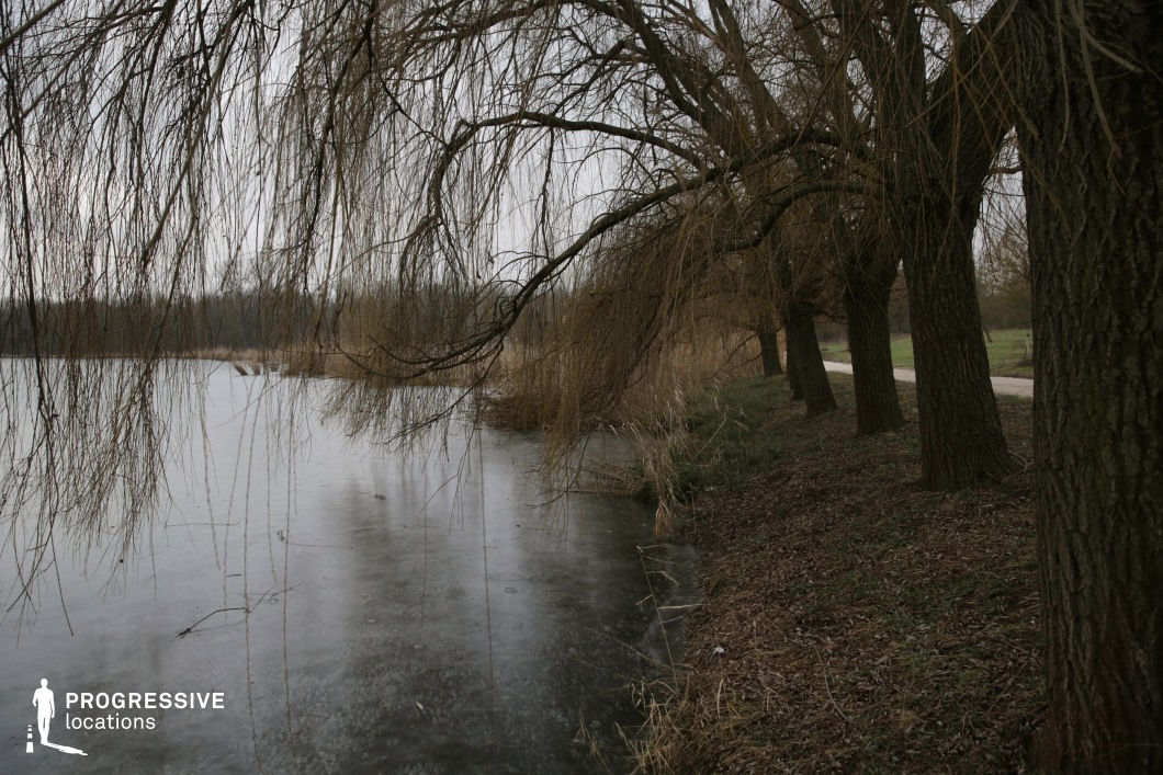 This tranquil natural setting features a narrow, unpaved path running alongside a still, frozen lake bordered by a row of mature willow trees. The trees' drooping branches form organic, curtain-like shapes that hang low over the icy water, contributing to a moody and introspective atmosphere. The shoreline is slightly uneven and lined with natural grasses, dry reeds, and forest floor textures, creating a raw and unmanicured visual aesthetic. The perspective draws attention to the curvature of the path and the layered depth between water, trees, and background forest. This location is highly suitable for atmospheric nature scenes, introspective moments, or films exploring solitude, offering a blend of natural drama and subdued elegance.
