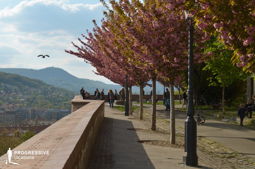 This image captures a serene walkway lined with blooming cherry blossom trees, offering a vibrant and inviting atmosphere.

The dominant colors are soft pink from the cherry blossoms, complemented by lush green foliage and the earthy tones of the brick retaining wall and paved path. The subtle blue and gray tones of the distant hills and sky add depth and contrast to the overall scene.

The materials include natural brick for the low wall, which provides a rustic and timeless appeal, and stone paving that enhances the sense of durability and permanence. The twisted metal streetlamp adds a classic touch to the urban design, harmonizing with the natural elements.

The perspective of the walkway is slightly elevated, providing a panoramic view of the surrounding cityscape and rolling hills in the distance. The tree-lined path narrows gently as it leads the viewer's eye toward the horizon, creating a sense of continuity and openness.

This location is ideal for outdoor shoots or productions seeking a picturesque and tranquil setting with an emphasis on nature’s beauty blending seamlessly with functional urban design.
