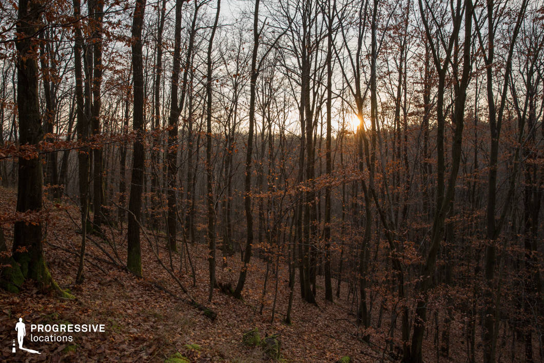 This forest scene captures a gentle slope covered in fallen leaves, with tall, bare trees stretching skyward and a soft golden glow filtering through the trunks. Sparse, rust-colored foliage clings to a few branches, enhancing the mood of quiet transition. The minimal undergrowth and clear visibility between trees offer practical filming flexibility. This location is well-suited for emotional, introspective scenes, fantasy journeys, or suspense sequences, especially those emphasizing solitude, passage of time, or hidden movement within a woodland environment.