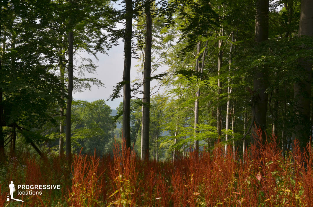 This vivid forest scene features tall, slender trees with bright green canopies and a sunlit clearing filled with reddish wild grasses. The verticality of the trunks and layered foliage creates a sense of depth, while the contrasting colors between vegetation and undergrowth provide visual richness. This location is perfect for fantasy, adventure, or fairy tale films, ideal for scenes involving hidden glades, secret meetings, or characters traversing enchanting, untamed woodlands.