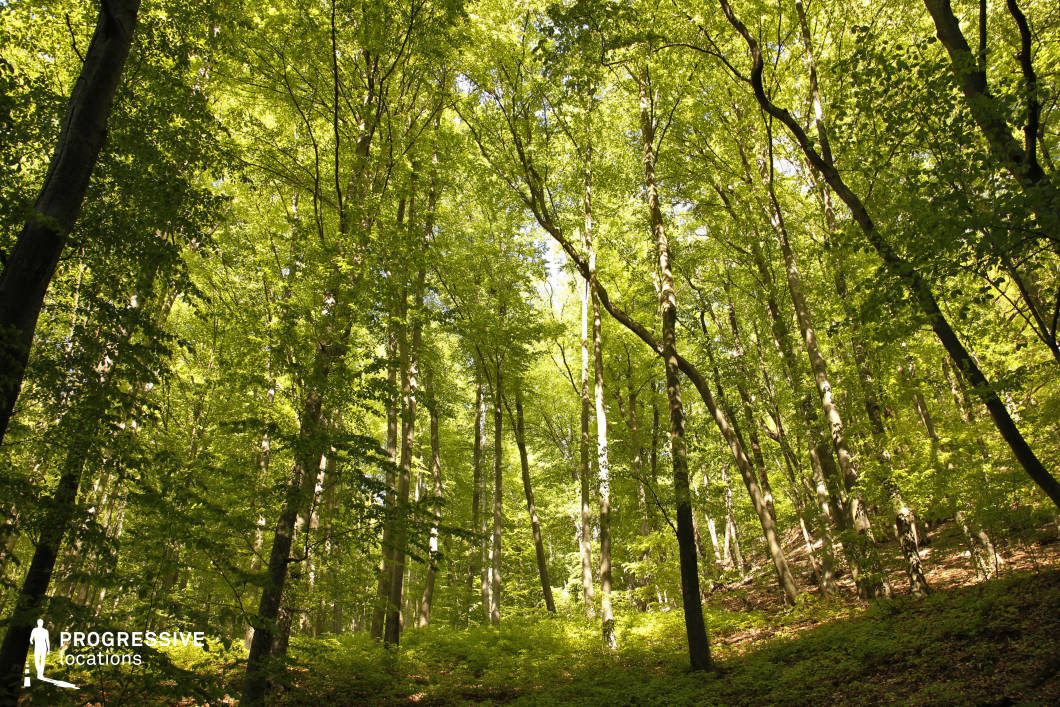 This dense woodland is composed of tall, slender trees with vibrant green canopies that filter sunlight down to a forest floor dotted with undergrowth. The natural layering and vertical rhythm of the trunks create a sense of depth and immersion, while the varied angles and organic shapes enhance visual interest. The forest feels untouched and expansive, making it ideal for filming adventure scenes, fairy tales, fantasy quests, or survival narratives where nature plays a central role in the storytelling.