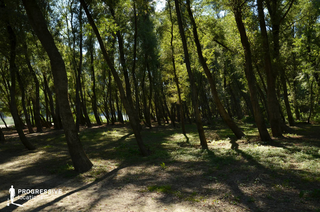 This forest scene features a grove of closely spaced, leaning trees typical of floodplain environments. The filtered sunlight and long shadows create a dynamic interplay of light and darkness across the forest floor, adding depth and mood. The angled trunks and openness between them offer striking visual lines that guide the eye naturally through the composition. This location is ideal for fantasy, mystery, or adventure genres—perfect for scenes involving hidden paths, secret meetings, or dreamlike transitions in enchanted or untamed woodland settings.