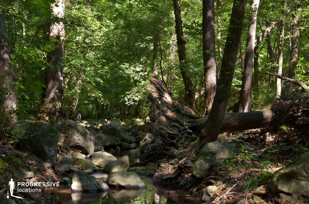 This secluded forest scene features a narrow brook weaving through mossy boulders and fallen trunks beneath a dense canopy. The layering of rocks, roots, and trees creates a natural labyrinth, adding a wild and untouched quality to the landscape. The dim, dappled lighting and rugged terrain offer a dramatic and immersive setting. This location is ideal for fantasy, adventure, or survival-themed productions—especially scenes involving hidden passages, escape routes, or deep forest journeys.