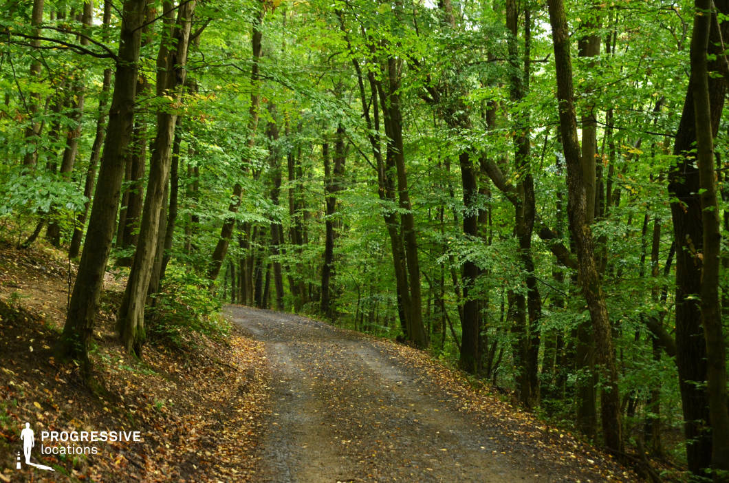 A quiet, curving dirt path cuts through a dense, vibrant forest filled with tall, closely spaced trees and a thick canopy of green leaves. The scattered fallen foliage and soft lighting filtering through the branches add a serene, almost enchanted quality to the scene. With its immersive natural backdrop and gentle sense of movement, this location is ideal for fantasy, thriller, or drama productions—particularly scenes involving journeys, introspection, escapes, or secret woodland meetings.