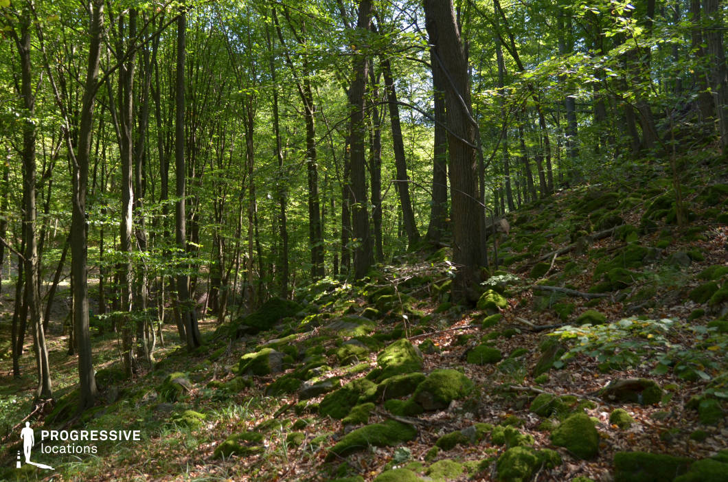This forest location features a gently sloping hillside dotted with moss-covered stones and tall, evenly spaced trees, creating a serene yet texturally rich environment. Dappled sunlight filters through a dense canopy, casting shifting highlights across the forest floor and emphasizing the vibrant green hues of the moss. The layering of vertical trunks and scattered natural elements lends strong visual depth. Ideal for fantasy, nature-based stories, or quiet introspective scenes, this location offers a naturally cinematic backdrop for character journeys, magical discoveries, or hidden woodland dwellings.