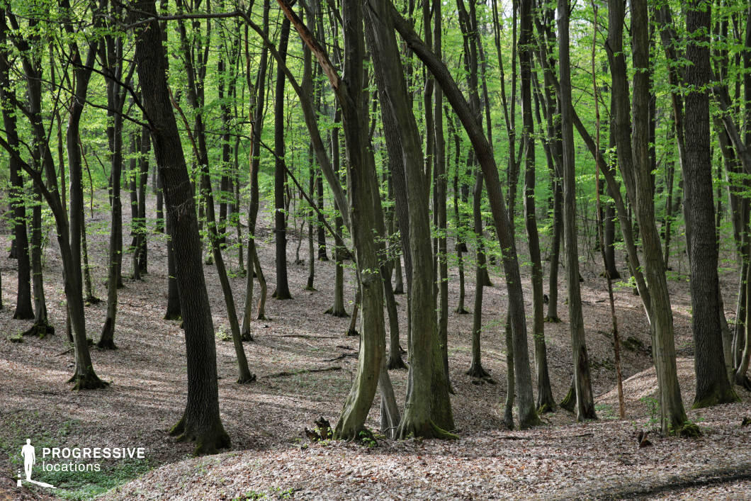 This forest setting is characterized by tall, evenly spaced trunks with sparse undergrowth and a soft, leaf-covered forest floor. The terrain is gently rolling, allowing clear lines of sight through the trees and natural depth in every direction. The uniformity and clarity of the space give it a calm, enchanted quality, while also providing excellent camera mobility. Perfect for fantasy adventures, fairytales, period hunting scenes, or introspective walks in dramas or historical narratives.