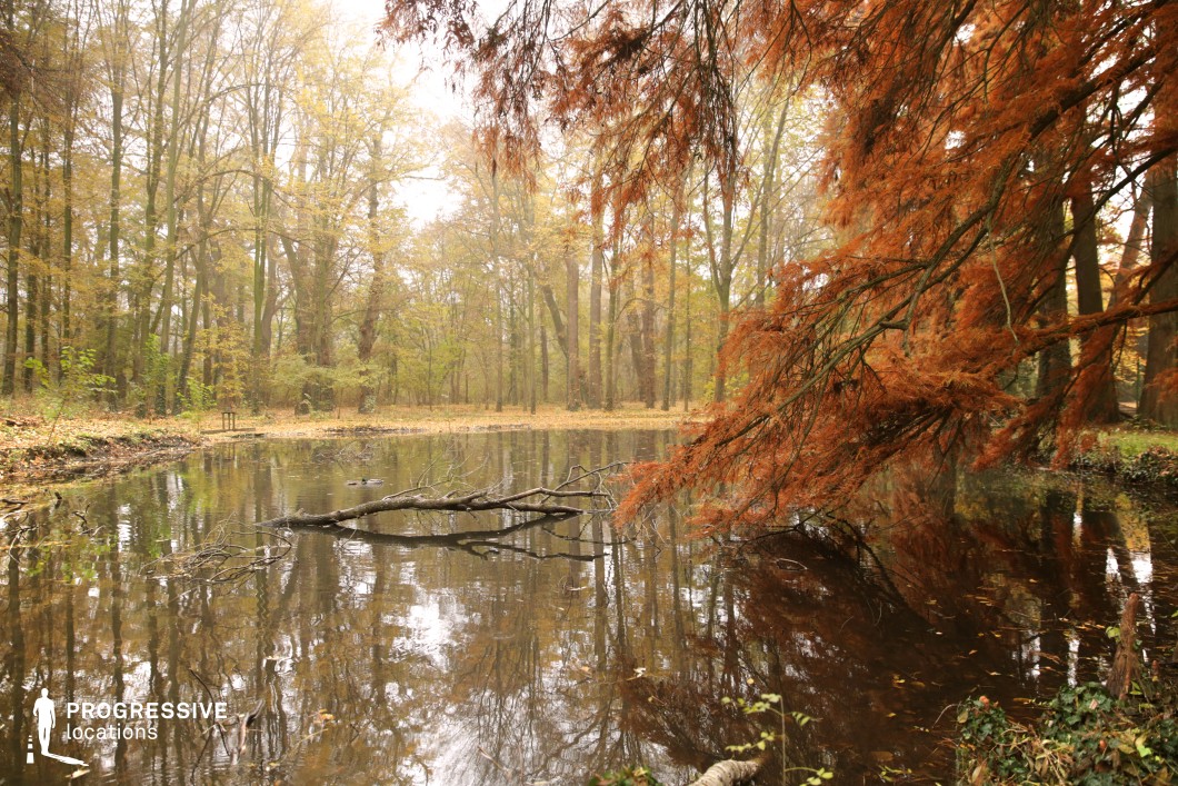 This serene forest pond is surrounded by tall trees in full autumn color, with amber and gold leaves reflected on the still water. A large fallen branch stretches into the pond, enhancing the natural composition and adding visual interest. The warm hues and soft light make this an ideal location for fantasy, romance, or drama scenes involving introspection, magical realism, or seasonal transitions, offering a quiet, enchanting atmosphere rich in visual texture.