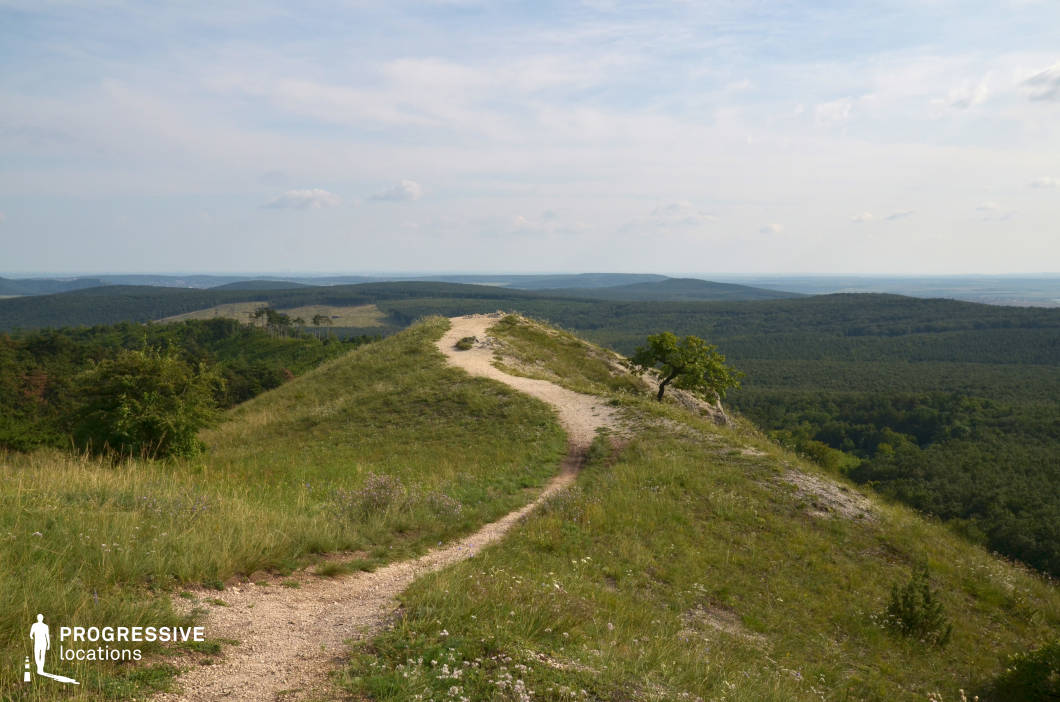 This elevated ridgeline offers a winding gravel path with panoramic views over vast stretches of forested hills. The gradual slope, sparse vegetation, and lone trees create a sense of openness and exposure, making the setting feel both serene and cinematic. The distant horizon enhances the scale and provides a strong sense of journey or isolation. This location is ideal for adventure, epic fantasy, or introspective drama scenes—especially those involving long travels, turning points, or characters reflecting on their path ahead.