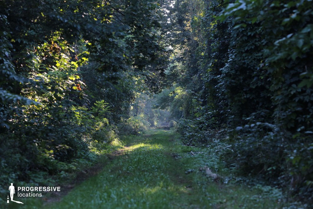 This narrow, overgrown trail cuts through dense, green forest, with tall foliage forming a natural tunnel overhead. The dappled light filtering through the canopy adds depth and atmosphere, while the gentle curve of the path creates a sense of mystery and anticipation. The visual isolation and richness of vegetation make this an ideal location for scenes involving exploration, pursuit, or introspection. Perfect for fantasy, adventure, or thriller genres, it can serve as a setting for secret journeys, woodland ambushes, or moments of quiet connection with nature.