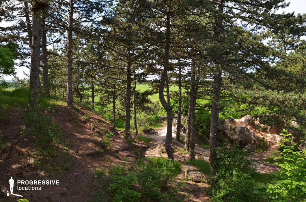 This sloping pine forest opens onto a narrow, sunlit trail that winds past a rugged outcrop of exposed stone, surrounded by low vegetation and distant farmland beyond. The dappled light filtering through the tall trees enhances the sense of motion and secrecy, while the rocky area adds a cinematic focal point. This setting is ideal for chase sequences, secret meetings, or introspective walks in fantasy, adventure, or thriller genres—particularly where nature, concealment, or hidden paths play a central narrative role.