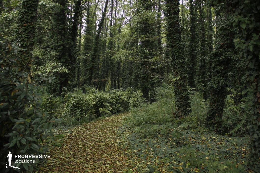 This lush forest setting features tall trees densely wrapped in ivy, creating vertical green textures and a slightly enclosed atmosphere. The forest floor is layered with fallen leaves and undergrowth, while a faint natural path curves into the background, inviting exploration. The dense foliage and filtered light contribute to a mystical, untouched quality. This location is ideal for fantasy, mystery, or adventure films, especially for scenes involving secret journeys, hidden realms, woodland dwellers, or transformative moments in nature.