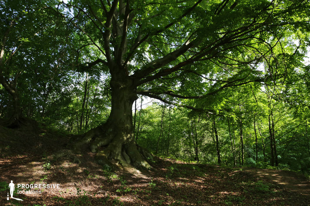 This woodland scene centers around a massive, mature tree with a wide trunk and expansive, low-hanging branches, positioned slightly elevated on a forested slope. Its exposed roots grip the earth firmly, creating a sculptural base that draws focus and adds visual drama. Surrounding the tree, a mix of tall, slender trunks forms a dense green backdrop, while dappled light filters through the canopy, enriching the atmosphere with texture and depth. This setting is ideal for fantasy, mystery, or historical productions, offering a powerful natural focal point for scenes of transformation, revelation, or solitude within a secluded and timeless forest environment.