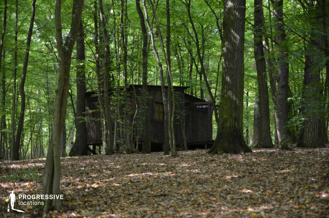 This wooden hut, modestly elevated and nestled deep within a dense forest, is surrounded by tall, straight trunks and a floor of fallen leaves. The filtered light and natural enclosure create an atmosphere of quiet isolation and concealment. The location is ideal for thriller, horror, or survival narratives, offering a strong visual for scenes involving solitude, retreat, or unexpected encounters within the woods—particularly where secrecy or tension is essential.
