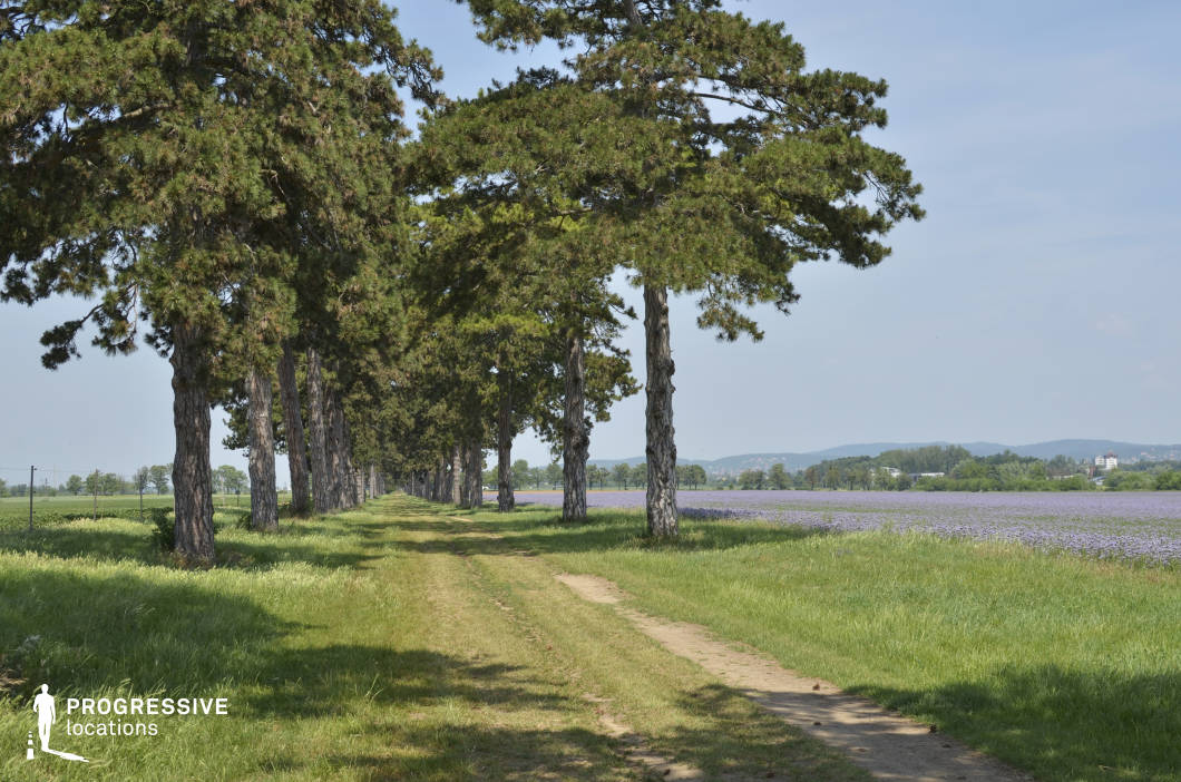 A tranquil dirt road flanked by towering pine trees leads the eye deep into the natural landscape. This rustic path, surrounded by vibrant green grass and a vast lavender field on the right, creates a harmonious blend of human intervention and natural beauty. The road’s structure suggests functionality for both vehicle passage and pedestrian use, offering an idyllic setting for leisurely walks or scenic drives. The pine trees’ textured bark and expansive canopy provide shade, while the orderly lavender rows infuse the scene with a calming purple hue. Rolling hills and sparse human-made structures in the distance add depth to the rural charm. This location’s versatility makes it ideal for filming serene countryside journeys, pastoral lifestyle scenes, or tranquil outdoor activities.