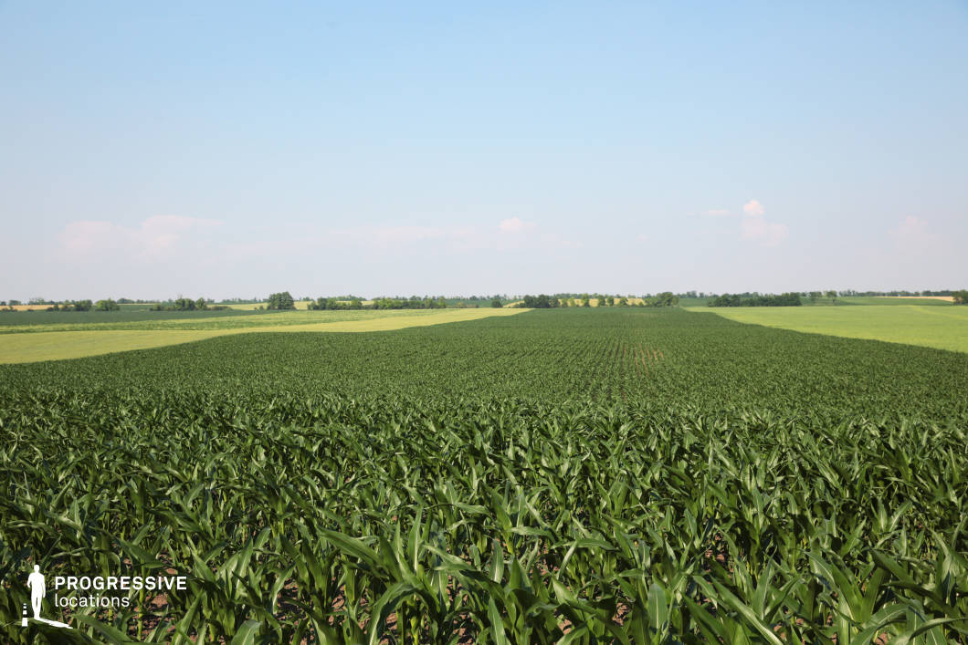 A vast agricultural landscape featuring neatly arranged rows of thriving corn plants extending into the distance. The uniformity of the field underscores the efficiency of its cultivation, while the vibrant green of the crops indicates healthy growth. The surrounding farmland, with patches of alternating crops and grassy areas, creates a dynamic contrast and highlights the structured functionality of this rural environment. The absence of significant structures enhances the openness of the setting, making it ideal for scenes that require wide, uninterrupted agricultural vistas. This location is well-suited for showcasing farming practices, rural tranquility, or expansive natural landscapes.