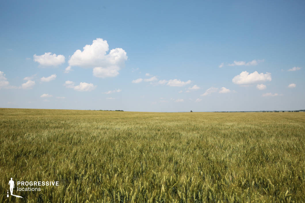 A vast, uninterrupted wheat field stretches to the horizon, offering a serene and productive agricultural landscape. The uniform height and density of the wheat indicate meticulous cultivation, creating an orderly and expansive visual impression. The golden-green hue of the crops reflects their maturity, hinting at a near-harvest stage. The flat terrain and wide-open space make this location suitable for filming scenes requiring large, rural vistas or showcasing the scale of agricultural operations. This setting combines simplicity and productivity, embodying the essence of expansive, fertile farmland.