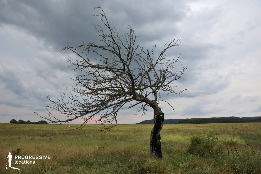 A solitary, weathered tree stands in the midst of an expansive grassy meadow, its gnarled and leafless branches stretching asymmetrically, adding a dramatic focal point to the natural landscape. The surrounding meadow, covered in a mix of tall grasses and scattered wildflowers, enhances the sense of isolation and resilience conveyed by the tree. The uneven terrain and absence of visible pathways emphasize the untouched, untamed nature of the environment. This stark yet striking composition is ideal for scenes evoking themes of solitude, endurance, or natural beauty in a raw, minimalist setting.