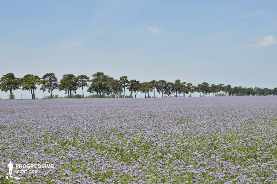 An expansive field of vibrant purple flowers stretches out to the horizon, offering a visually captivating and serene landscape. A perfectly aligned row of tall trees runs along the edge of the field, providing a natural boundary and a pleasing contrast to the uniform purple expanse. The open sky and flat terrain enhance the sense of vastness, while the neat appearance of the field suggests it is cultivated for agricultural or decorative purposes. This location is ideal for scenes focusing on natural beauty, rural charm, or tranquil outdoor settings.