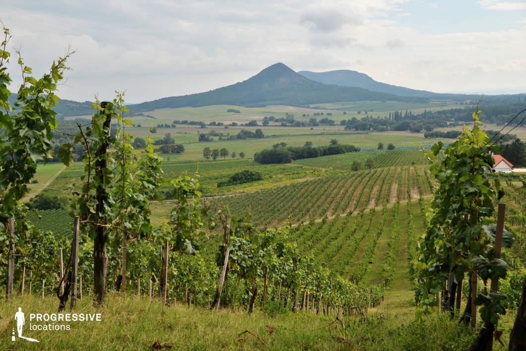 A picturesque vineyard stretches across the gentle slopes, with rows of meticulously cultivated grapevines leading the eye toward the expansive valley and the distinctive, cone-shaped hill in the background. The lush green foliage of the vines contrasts beautifully with the patchwork of fields and meadows below, highlighting the agricultural richness of the region. The surrounding landscape, dotted with trees and a traditional house with a red roof, adds charm and context to the rural setting. This location is ideal for scenes emphasizing winemaking, pastoral life, or scenic rural beauty, with its balance of structured agriculture and natural splendor.