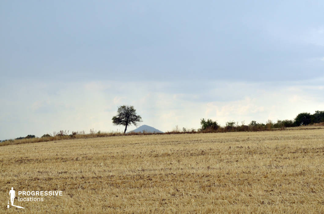 A vast, gently sloping harvested field, its golden stubble stretching across the foreground, leads to a single tree standing against the horizon. The tree, slightly isolated and framed by sparse shrubs, provides a striking focal point in this minimalistic rural scene. In the distance, the outline of a rounded hill subtly emerges, adding depth to the composition without dominating the simplicity of the setting. The harvested field underscores the agricultural character of the area, making this location suitable for capturing themes of solitude, rural life, or natural simplicity with a touch of human impact.