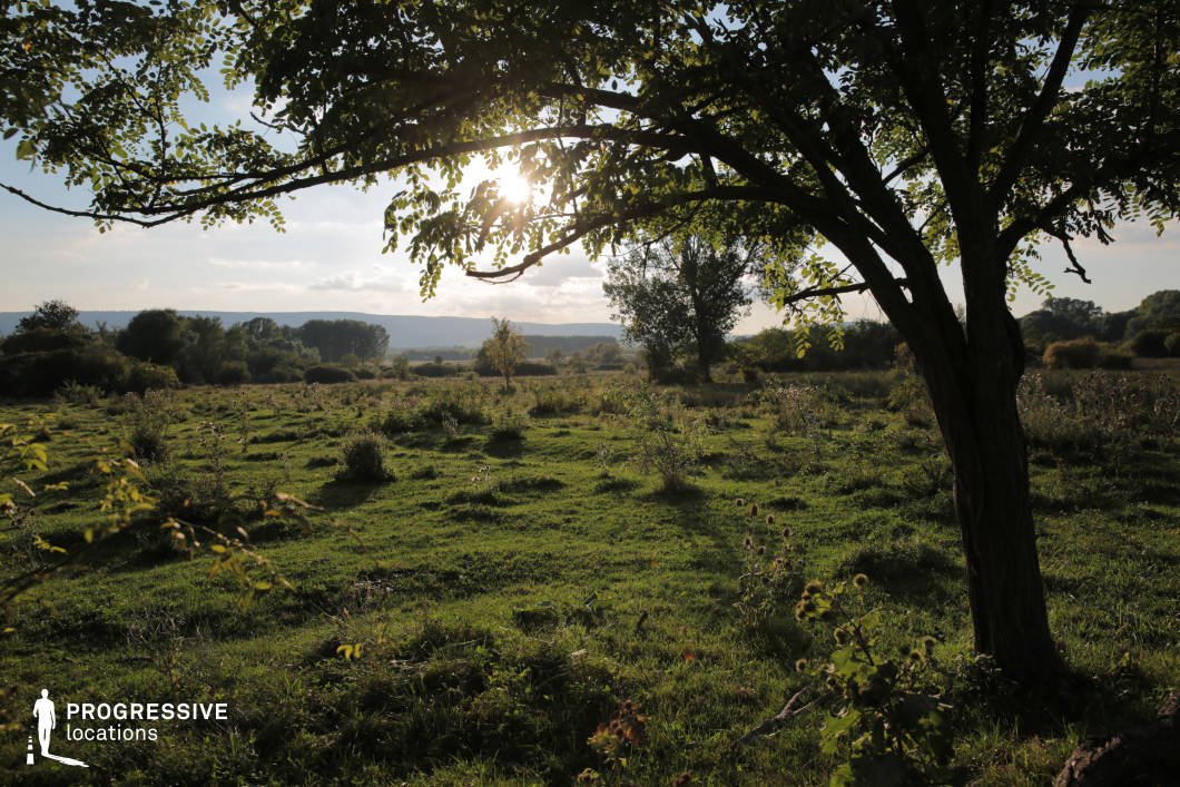 A peaceful meadow stretches out, dotted with low vegetation and small shrubs, framed by the shadow of a tree in the foreground. The tree's branches form a natural canopy, casting dappled light onto the lush green grass below. The open field transitions into a denser backdrop of trees and shrubs, leading the eye towards a distant view of hills. The interplay of light and shadow enhances the tranquil atmosphere, making this location ideal for capturing the serene beauty of rural landscapes or natural outdoor scenes with a hint of intimacy provided by the foreground tree.