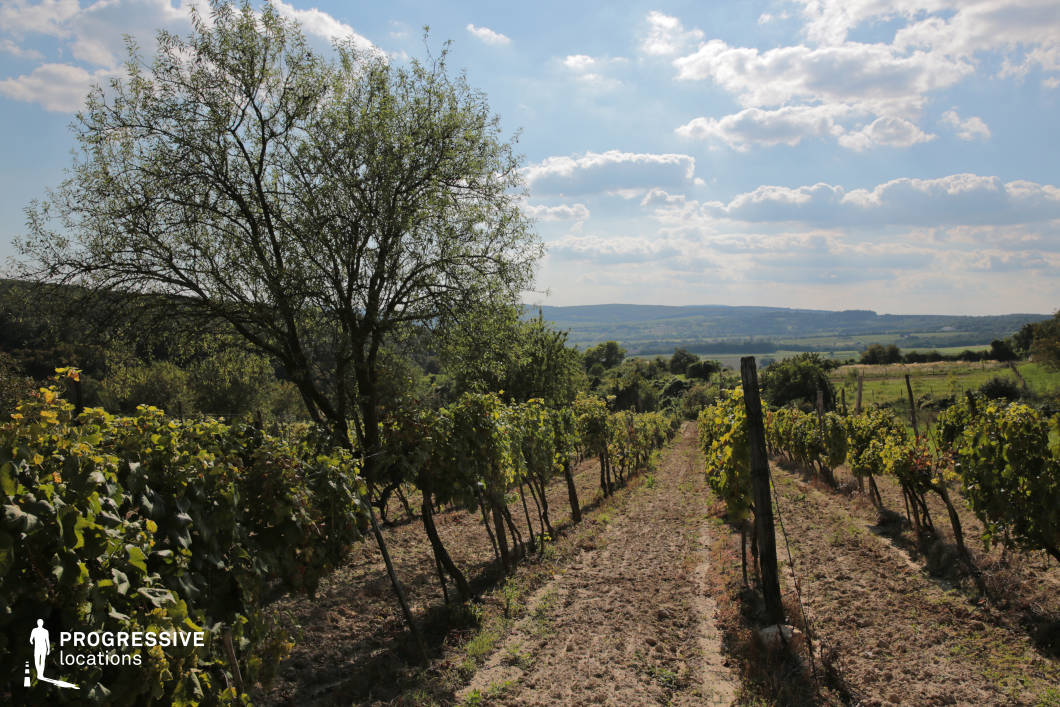 A charming vineyard stretches into the distance, with neatly aligned rows of grapevines creating a structured pattern on the gently sloping terrain. In the foreground, a solitary tree rises above the vines, adding a natural focal point and softening the otherwise cultivated scene. The view extends over a patchwork of fields and rolling hills, emphasizing the rural beauty and agricultural character of the location. The interplay of sunlight filtering through the tree and vines enhances the scene's warmth, making it ideal for capturing tranquil countryside settings, winemaking activities, or scenic outdoor environments.