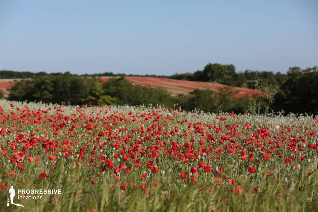 An expansive field of vivid red poppies dominates the scene, creating a striking visual display against the natural green backdrop. The gently rolling terrain, interspersed with patches of trees and shrubs, adds depth and texture to the composition. In the distance, additional poppy fields continue the vibrant red theme, blending harmoniously with the surrounding greenery. The scene's rich colors and natural simplicity make it ideal for capturing themes of beauty, serenity, and the essence of rural charm. This location is perfectly suited for visual storytelling or artistic representation of untouched landscapes.