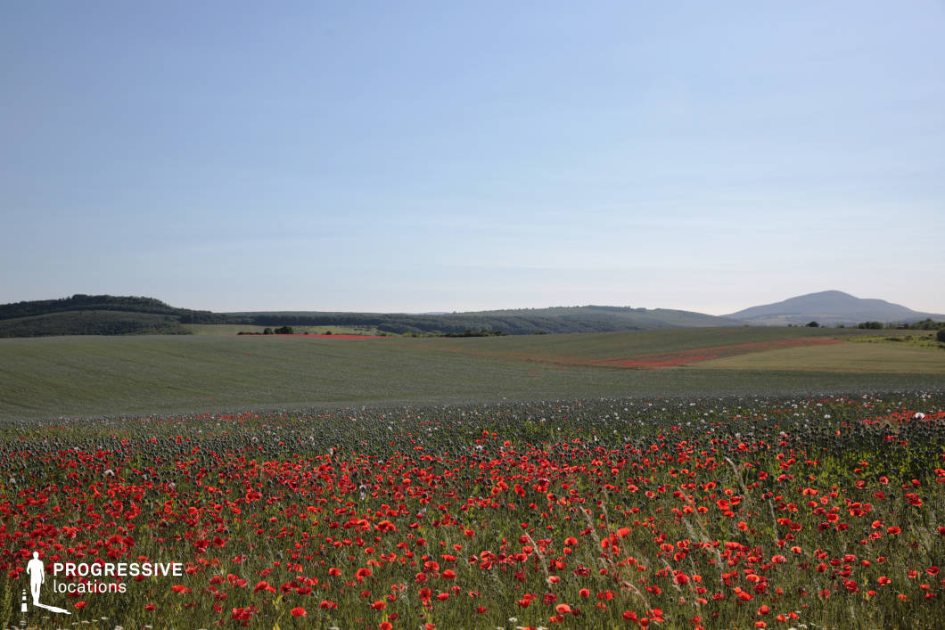 A vibrant expanse of red poppies fills the foreground, creating a captivating contrast against the soft greens of the surrounding fields. The gently rolling terrain extends into the distance, with scattered patches of poppies continuing the colorful theme. In the background, wooded hills and a distinctive solitary hill add depth and balance to the composition. The openness of the scene and the vivid display of natural colors make this location ideal for capturing the charm of rural landscapes, seasonal beauty, or tranquil outdoor settings.