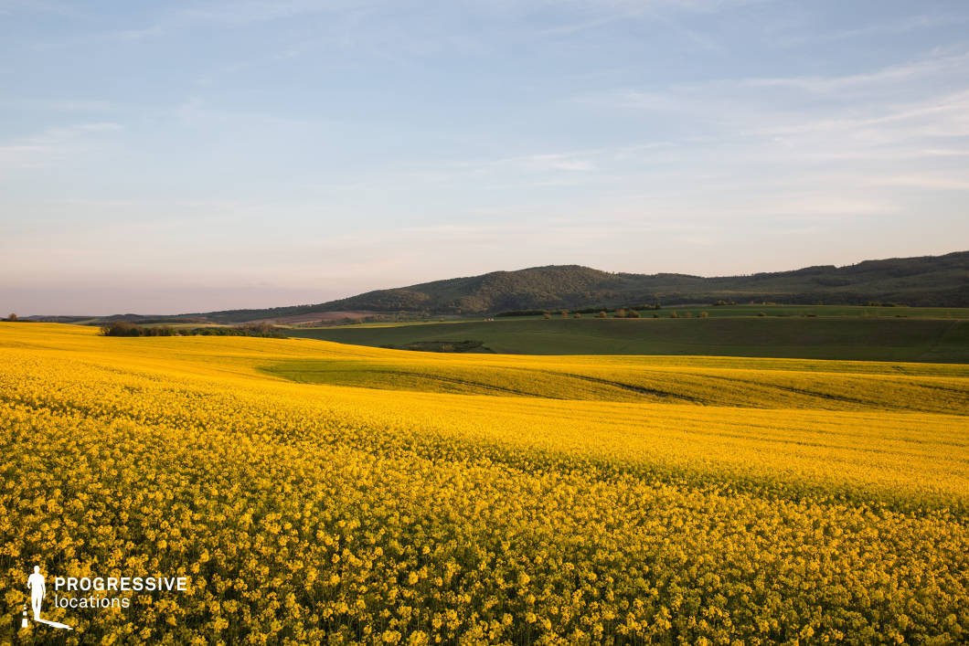 A vast expanse of bright yellow rapeseed fields stretches across the gently rolling terrain, creating a vivid and cheerful contrast against the muted greens of the surrounding landscape. The fields undulate gracefully, leading the eye toward the distant wooded hills that frame the scene. The golden hues of the flowering plants are illuminated by the soft natural light, emphasizing the agricultural richness and scenic beauty of the location. This idyllic rural setting is ideal for capturing the vibrancy of springtime landscapes or highlighting the harmony between cultivated fields and natural surroundings.