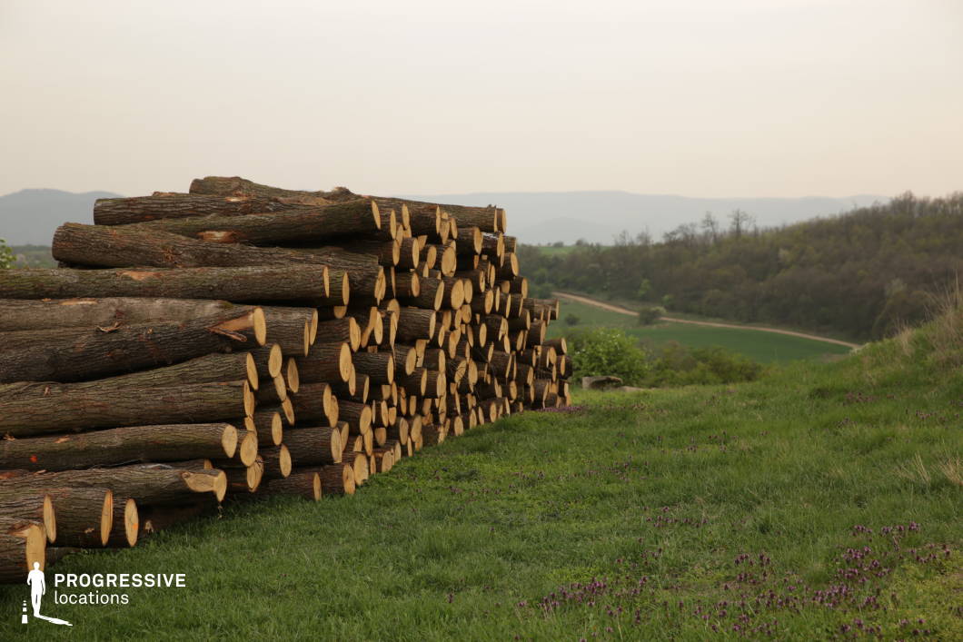 A neatly arranged stack of freshly cut logs rests on a grassy hillside, their ends revealing the smooth, clean cuts of the wood. The vibrant green grass, speckled with small wildflowers, contrasts with the earthy tones of the logs. In the background, a winding dirt road meanders through a gentle valley bordered by distant rolling hills and a patch of woodland. This rustic setting highlights the interplay between natural landscapes and human activity, making it an excellent location for capturing rural charm, forestry themes, or sustainable living concepts.