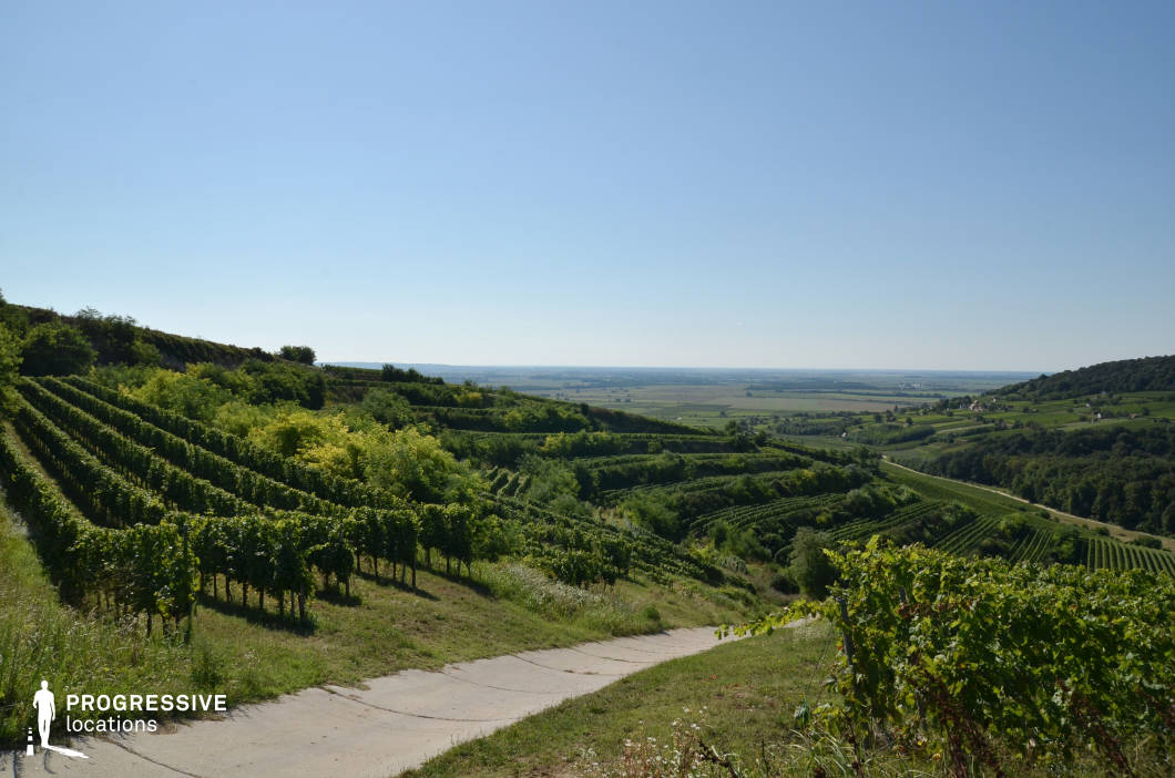 A picturesque landscape of rolling hills adorned with neatly terraced vineyards, showcasing rows of vibrant grapevines that cascade down the slopes. The soft, undulating terrain defines the scene, creating a harmonious flow that emphasizes the natural contours of the land. The vineyard terraces are interspersed with patches of shrubs and trees, adding depth and texture to the composition. A paved path winds gently through the scene, connecting the layers of cultivated land. This location captures the serene beauty of hilly wine regions, highlighting the synergy between nature and human cultivation.