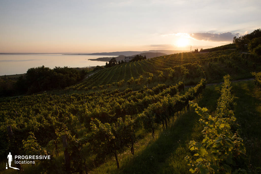 This captivating scene features terraced vineyards cascading down a gentle hillside, their vibrant green rows glowing in the golden light of sunset. The vineyard leads the eye towards a serene lake that reflects the warm hues of the setting sun. In the distance, subtle landforms frame the horizon, enhancing the sense of depth and tranquility. The interplay of natural light and shadows across the vines highlights the structured elegance of the terrain. This location embodies the harmony of cultivated landscapes and natural beauty, making it ideal for scenes that require a romantic or serene countryside backdrop.